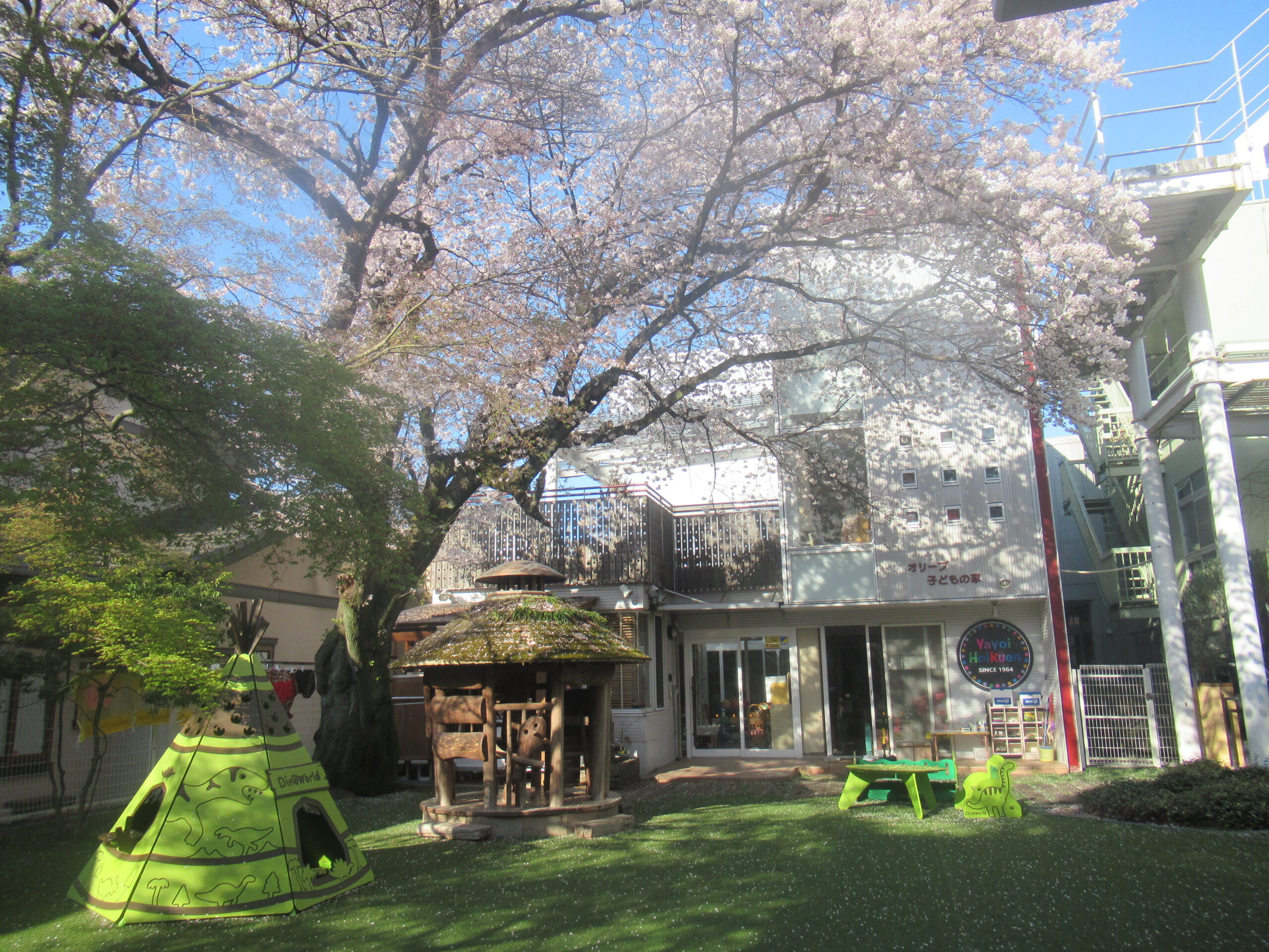 桜の下で育つ子どもたち | 弥生保育園｜宇都宮の幼児教育